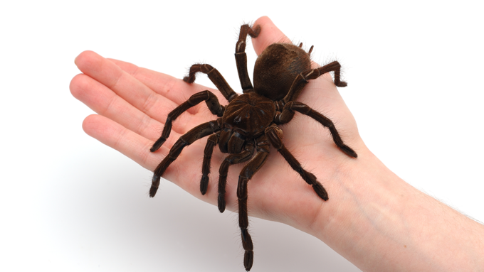 goliath_spider.png